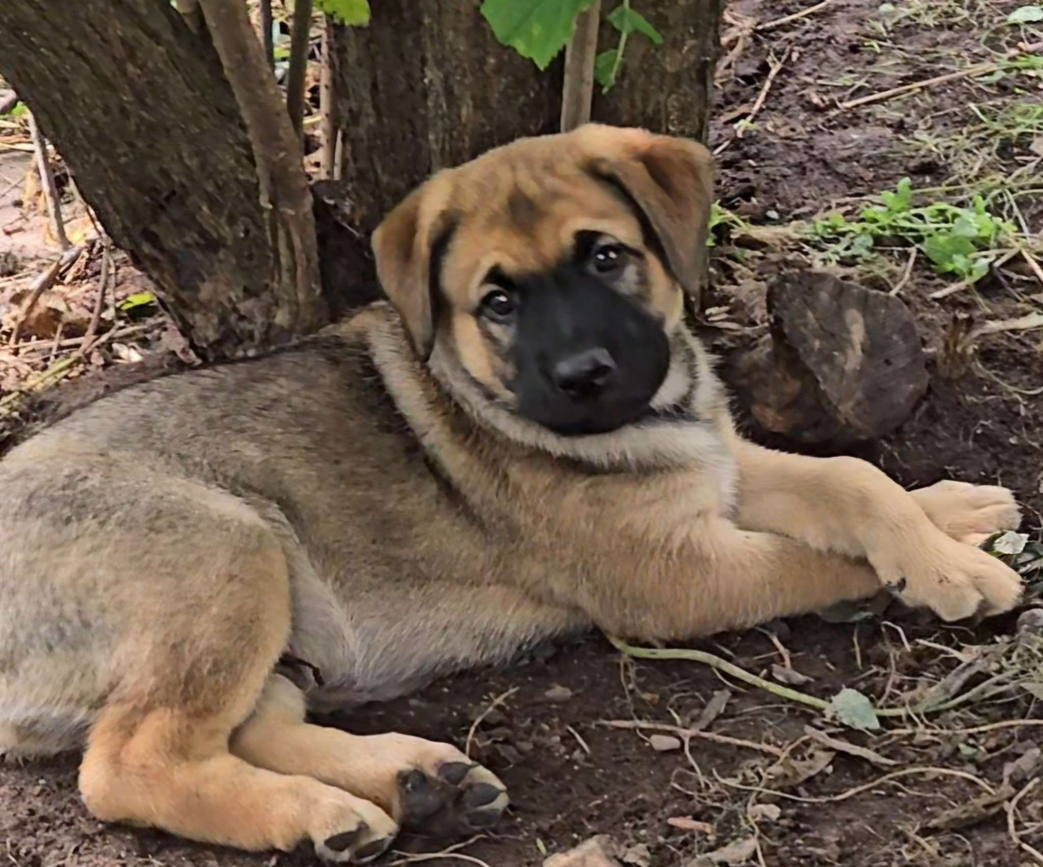 Dog